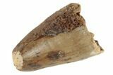Cretaceous Fossil Crocodile Tooth - Morocco #187733-1